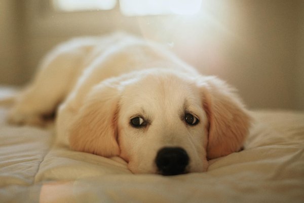 Expert Tips to Keep Your Siberian Husky Safe in the Yard While Ensuring They Get Plenty of Exercise